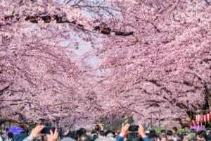 Wisata Jepang Bunga Sakura