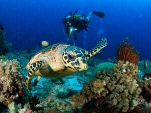 Apakah Worth it Menggunakan Jasa Tour ke Raja Ampat