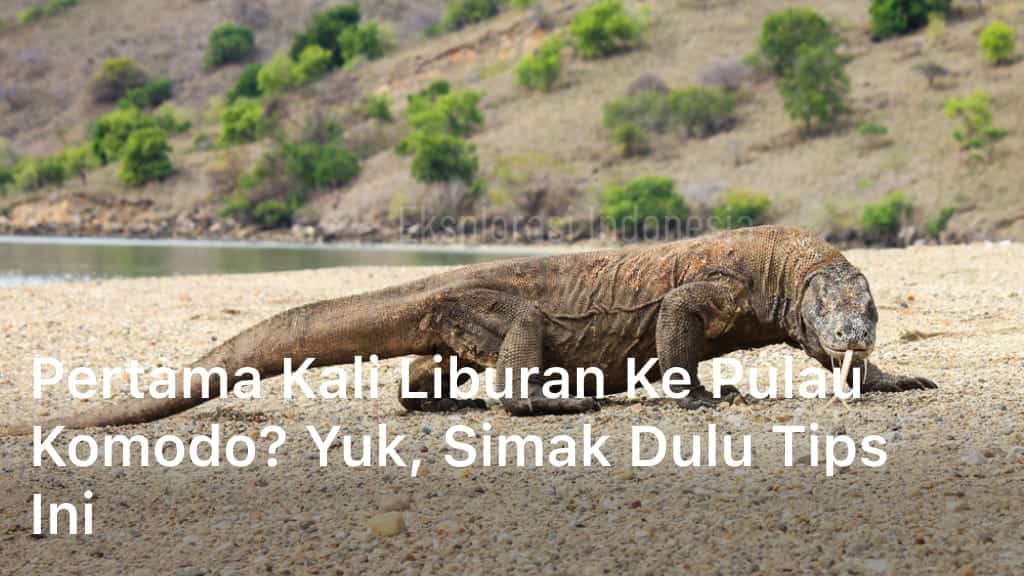Pertama Kali Liburan ke Pulau Komodo? Yuk, Simak Dulu Tips Ini