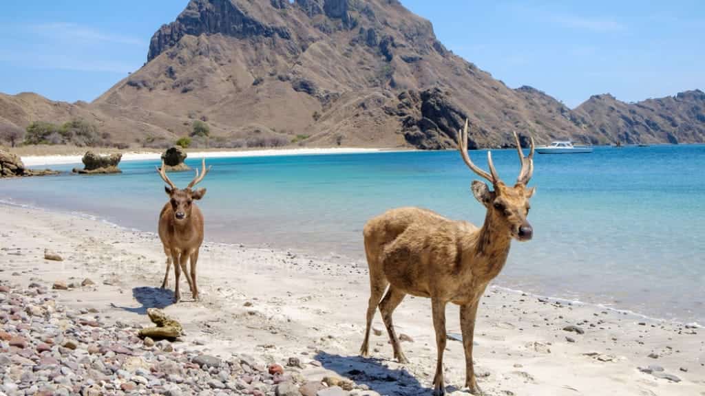 Pertama Kali Liburan ke Pulau Komodo? Yuk, Simak Dulu Tips Ini