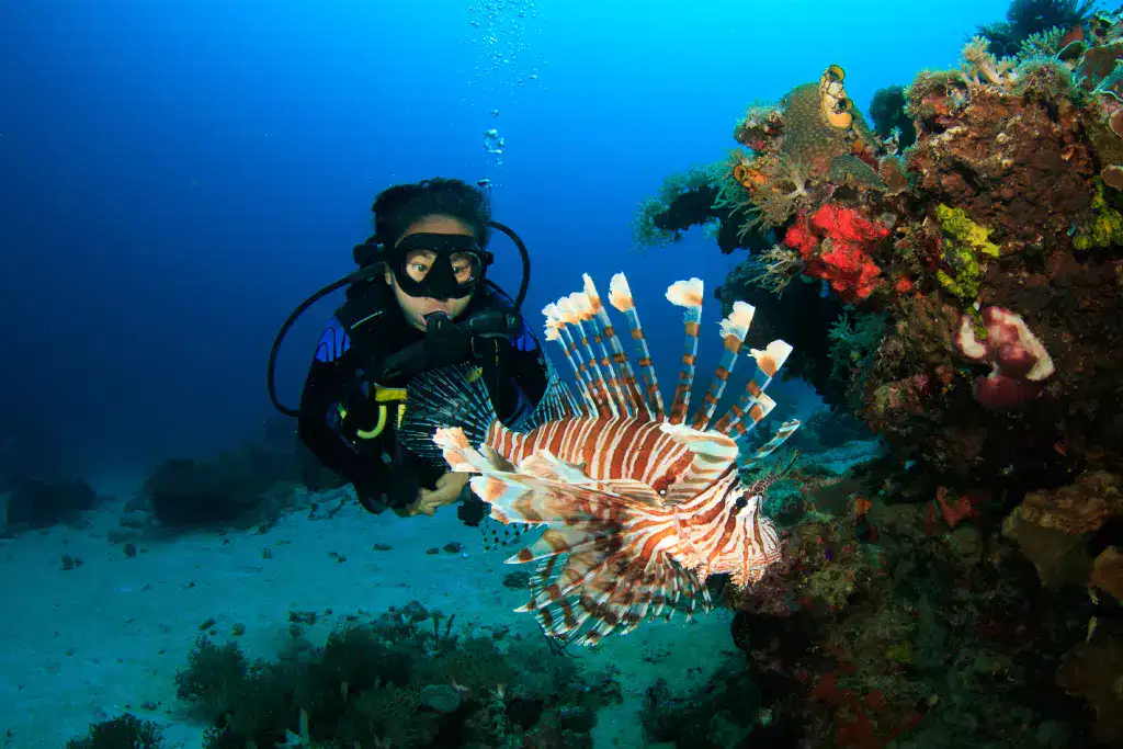 Spot Snorkeling dan Diving Terbaik Dunia