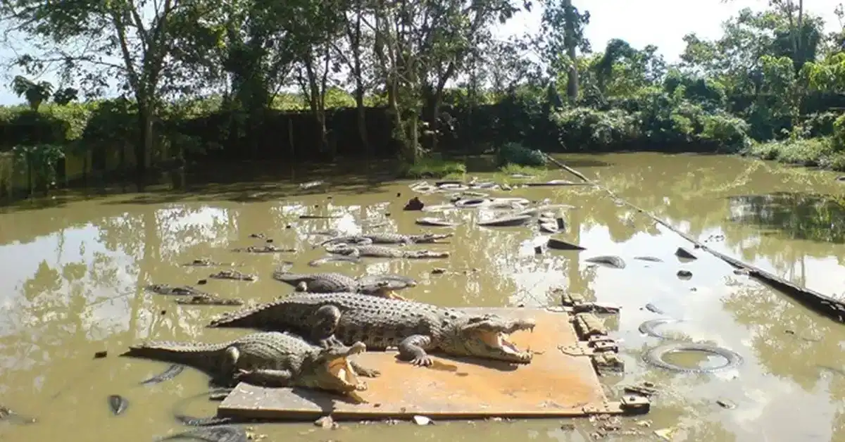 Penangkaran Buaya Teritip