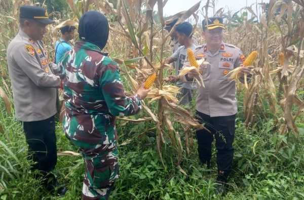 polisi panen 10 ton jagung di bogor 1774716277999 169