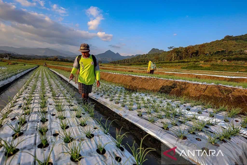 budi daya bawang merah menggunakan plastik mulsa di malang 200725 mm 3