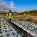 budi daya bawang merah menggunakan plastik mulsa di malang 200725 mm 3