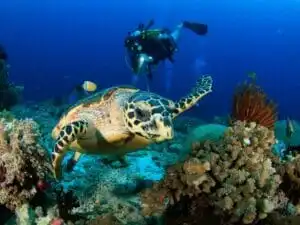 Apakah Worth it Menggunakan Jasa Tour ke Raja Ampat