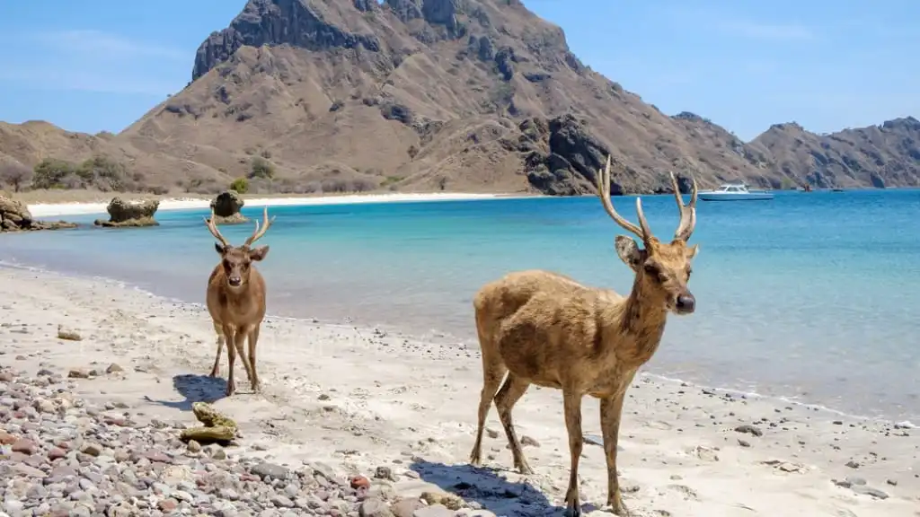 Pertama Kali Liburan ke Pulau Komodo? Yuk, Simak Dulu Tips Ini
