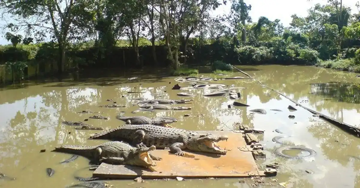 Penangkaran Buaya Teritip