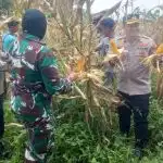 polisi panen 10 ton jagung di bogor 1774716277999 169