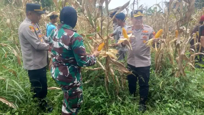 polisi panen 10 ton jagung di bogor 1774716277999 169