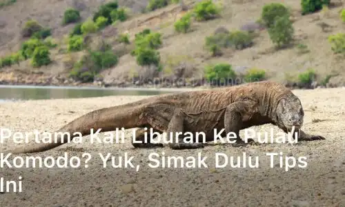 Pertama Kali Liburan ke Pulau Komodo? Yuk, Simak Dulu Tips Ini